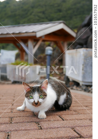 Remote and isolated hidden island Aogashima island in Tokyo, Japan Remote and isolated hidden island Aogashima island in Tokyo, Japan 101657932
