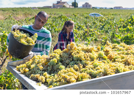 Male worker harvesting fresh grapes at vineyard Male worker harvesting fresh grapes at vineyard 101657967