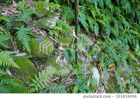 Remote and isolated hidden island Aogashima island in Tokyo, Japan 101658456