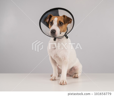 Jack Russell Terrier dog in plastic cone after surgery. Jack Russell Terrier dog in plastic cone after surgery. 101658779