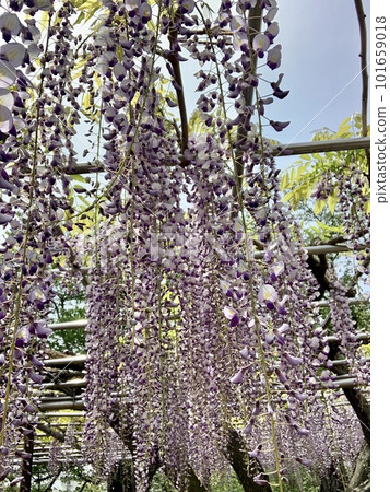 Fuji flower of a wisteria trellis 101659018