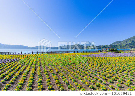 《Kagoshima Prefecture》Lake Ikeda and Mt. Kaimondake 101659431