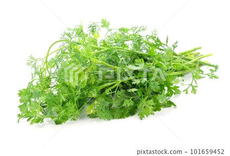 coriander leaves over white background coriander leaves over white background 101659452