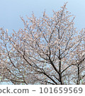 2023年的天空與櫻木 101659569