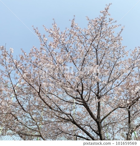 2023年的天空與櫻木 2023年的天空與櫻木 101659569