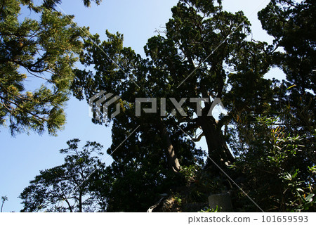 Flying oak tree of Hayama Morito Daimyojin Flying oak tree of Hayama Morito Daimyojin 101659593
