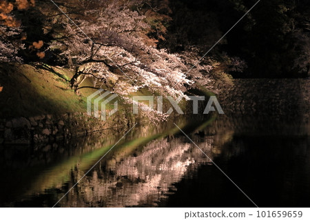 Cherry blossoms in full bloom at Hikone Castle reflected on the surface of the water Cherry blossoms in full bloom at Hikone Castle reflected on the surface of the water 101659659