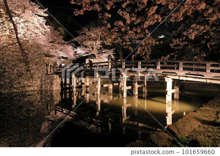 Night cherry blossoms at the front gate bridge of Hikone Castle Night cherry blossoms at the front gate bridge of Hikone Castle 101659660