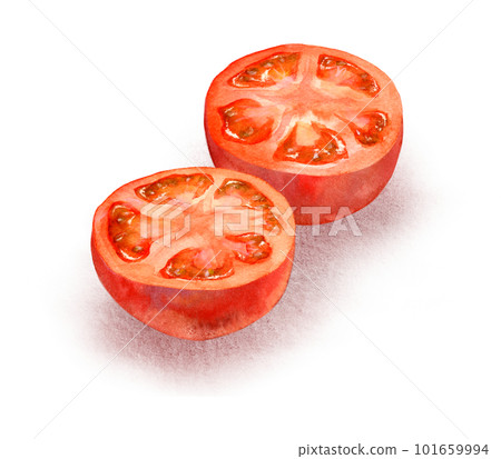 橫切西紅柿（水彩） 101659994