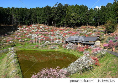 花桃和山間的稻田 101660189