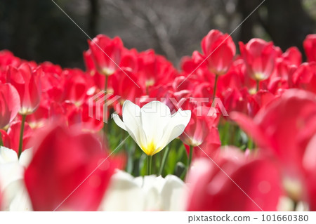 在發光的鬱金香領域的白花 101660380