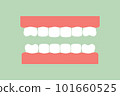 model tooth of healthy teeth - dental cartoon vector flat style 101660525