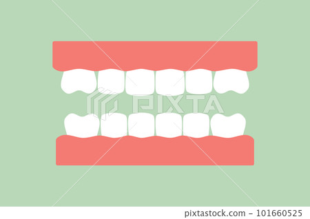 model tooth of healthy teeth - dental cartoon vector flat style model tooth of healthy teeth - dental cartoon vector flat style 101660525