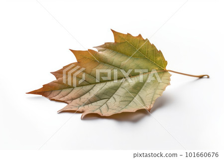 A single leaf in crisp detail, isolated on a white background. Its texture and color are emphasized for maximum visual appeal. AI Generative. A single leaf in crisp detail, isolated on a white background. Its texture and color are emphasized for maximum visual appeal. AI Generative. 101660676