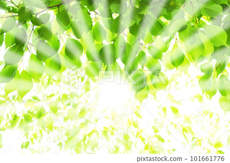 Fresh green and sun rays Fresh green and sun rays 101661776