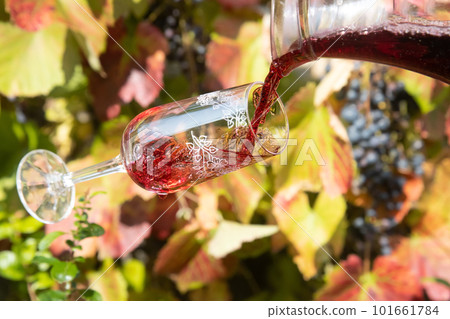 Pouring the red wine from jug into a falling glass, on the background of a vineyard with grapes. 101661784