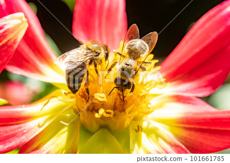 A pair of honey bee collecting pollen at yellow stamens in a flower, close up.   101661785