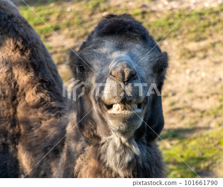 The Bactrian camel (Camelus bactrianus) looks to camera and show baring teeth. 101661790