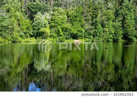 Green woodland trees reflected in lake with ducks Green woodland trees reflected in lake with ducks 101662081