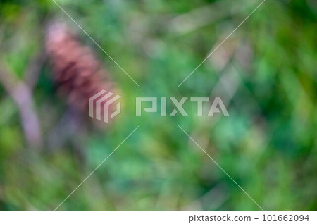 Defocused nature background green forest floor with pine cone 101662094