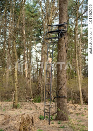 High hunting perch stand with ladder in tall tree High hunting perch stand with ladder in tall tree 101662096