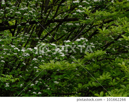 white azukinashi flower 101662266