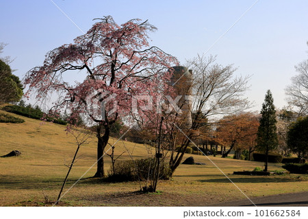 Nasunogahara Park in spring / Nasushiobara City, Tochigi Prefecture Nasunogahara Park in spring / Nasushiobara City, Tochigi Prefecture 101662584