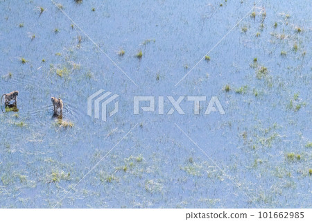 A young baboon family wading through the Okavango Delta A young baboon family wading through the Okavango Delta 101662985