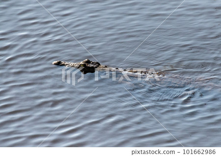 Submerged crocodile floating in the chobe river 101662986