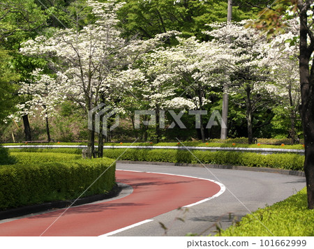 市道6-4號線多摩中心山茱萸(鶴卷西公園前) 市道6-4號線多摩中心山茱萸(鶴卷西公園前) 101662999