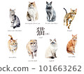 Cat watercolor illustration 8 types A set / AI image (Scottish, Munchkin, Norwegian, brown tiger, etc.) 101663262