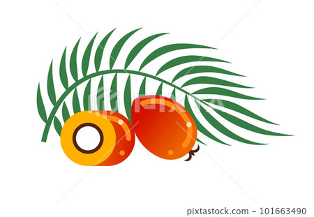 Oil palm fruits sliced and whole and palm leaf. Flat vector illustration isolated on white. Oil palm fruits sliced and whole and palm leaf. Flat vector illustration isolated on white. 101663490