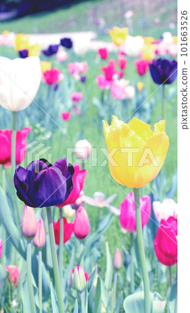 多彩的鬱金香場 101663526