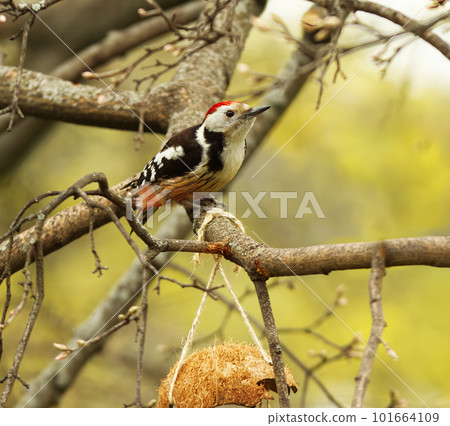 European woodpecker or Dendrocoptes medius sitting on the branch in the woods. European woodpecker or Dendrocoptes medius sitting on the branch in the woods. 101664109