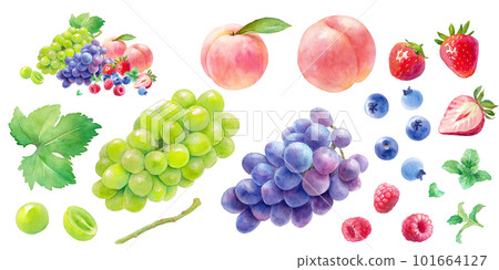 夏季水果水彩插圖集。 3 種漿果、桃子、葡萄和麝香葡萄。 101664127