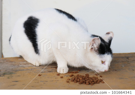 Stray cats to eat food Stray cats to eat food 101664341