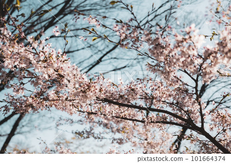 Scenery with cherry blossoms 101664374