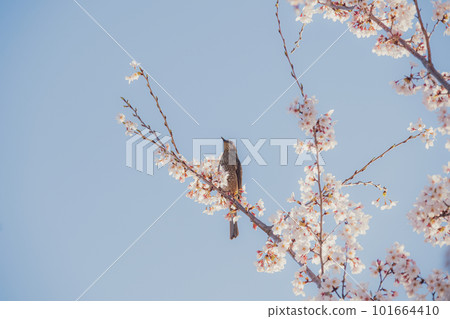 櫻花的風景 櫻花的風景 101664410