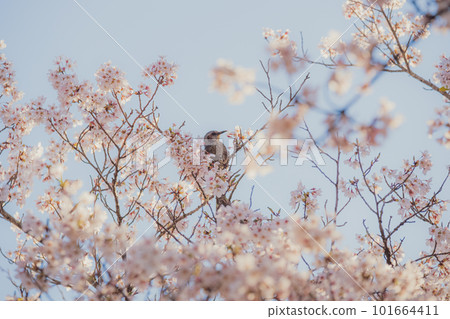 櫻花的風景 櫻花的風景 101664411