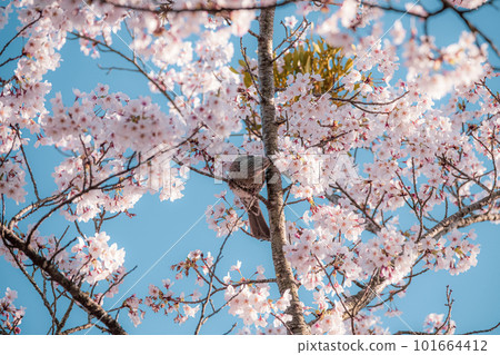 櫻花的風景 櫻花的風景 101664412