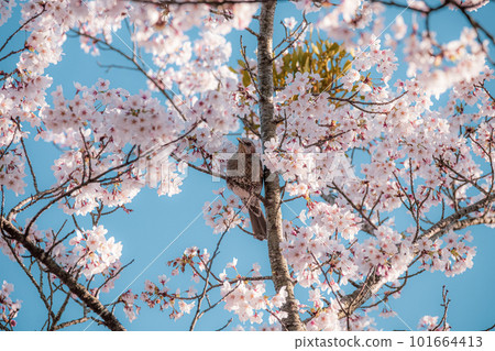 櫻花的風景 櫻花的風景 101664413
