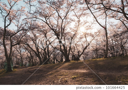 櫻花的風景 101664425