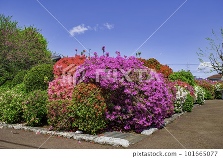 東京都北烏山烏山杜鵑花公園 101665077