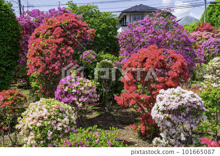 Kitakarasuyama, Tokyo Nishizawa Azalea Garden on the side of Karasuyama Azalea Park Kitakarasuyama, Tokyo Nishizawa Azalea Garden on the side of Karasuyama Azalea Park 101665087