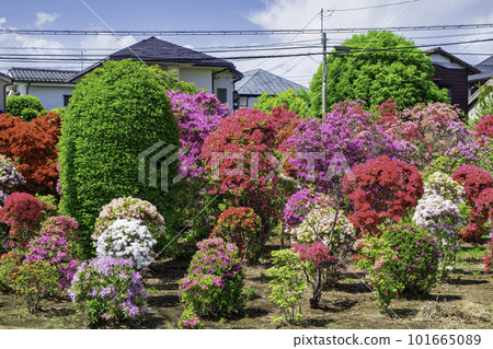 東京北烏山 烏山杜鵑花公園旁的西澤杜鵑花園 東京北烏山 烏山杜鵑花公園旁的西澤杜鵑花園 101665089