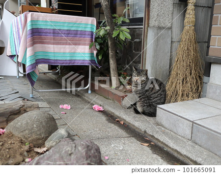 The cat at the front of Zoshigaya The cat at the front of Zoshigaya 101665091