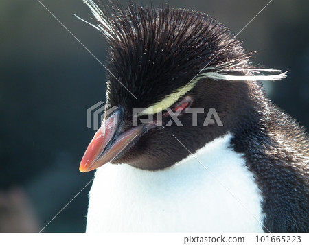 盯著企鵝 101665223