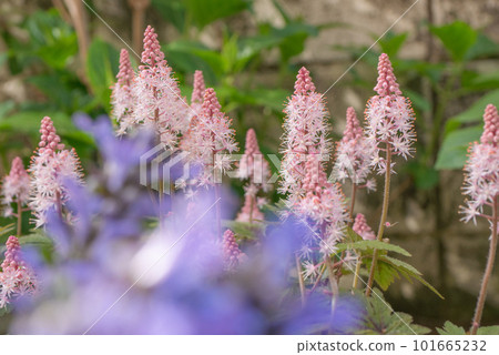粉色 Tiarella 和紫色 Ajuga [春季] 101665232