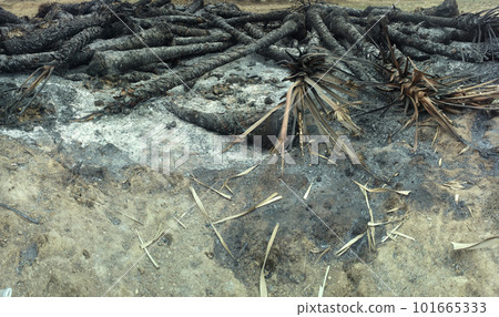 conflagration in the rainforest. 101665333