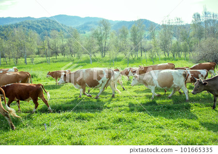 fat herd of cows in a mountainous area is on green grass 101665335